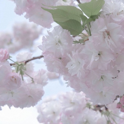 兽设毛发刻画细节福瑞群